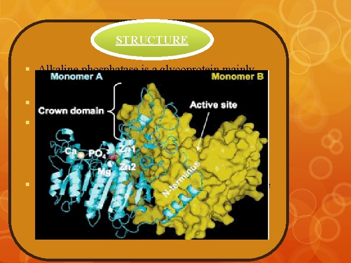 STRUCTURE § Alkaline phosphatase is a glycoprotein mainly parallel beta sheets § Core has