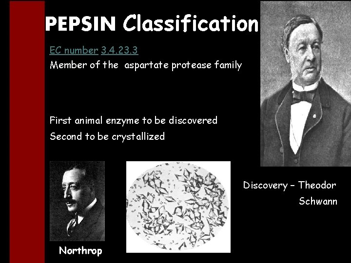PEPSIN Classification EC number 3. 4. 23. 3 Member of the aspartate protease family