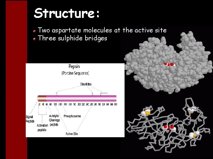 Structure: Two aspartate molecules at the active site Three sulphide bridges 