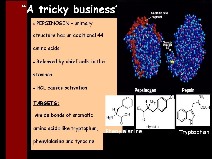 “A tricky business” PEPSINOGEN - primary structure has an additional 44 amino acids Released