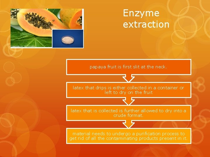 Enzyme extraction papaya fruit is first slit at the neck. latex that drips is