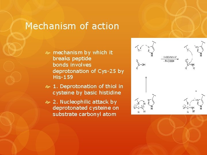 Mechanism of action mechanism by which it breaks peptide bonds involves deprotonation of Cys-25