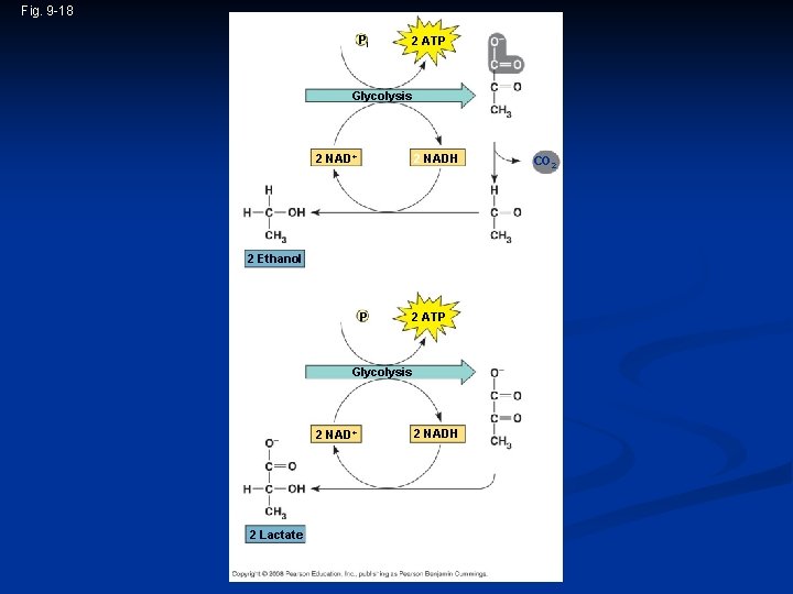 Fig. 9 -18 2 ADP + 2 Pi Glucose 2 ATP Glycolysis 2 Pyruvate