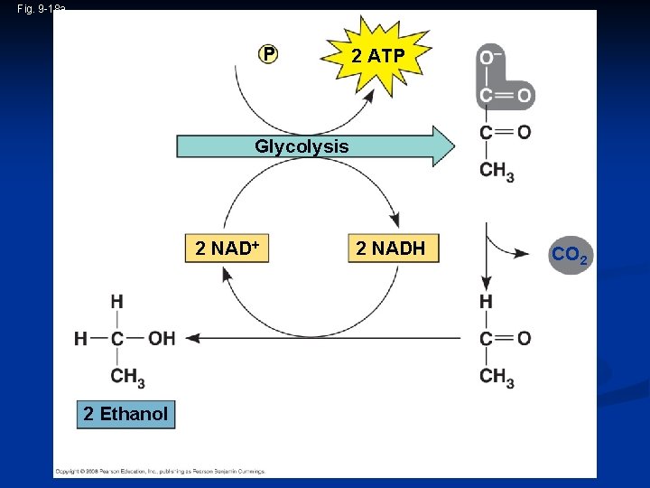 Fig. 9 -18 a 2 ADP + 2 P i Glucose 2 ATP Glycolysis