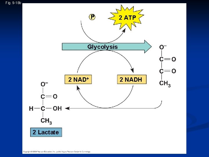 Fig. 9 -18 b 2 ADP + 2 P i Glucose 2 ATP Glycolysis