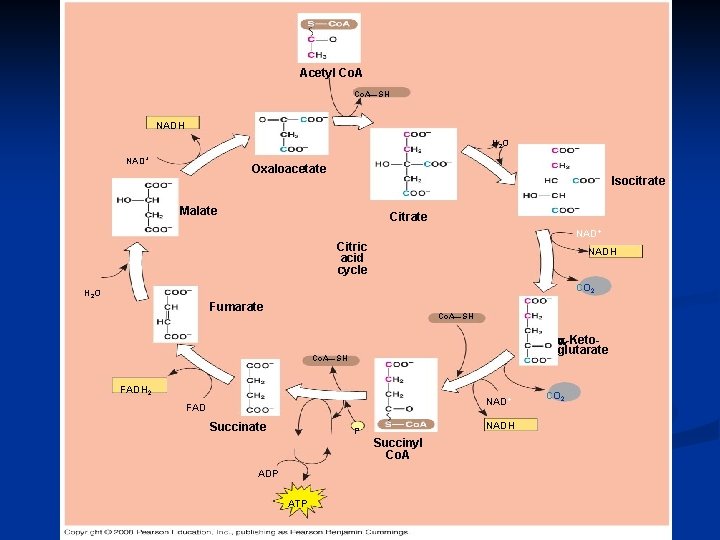 Acetyl Co. A—SH NADH H 2 O NAD+ Oxaloacetate Isocitrate Malate Citrate NAD+ Citric