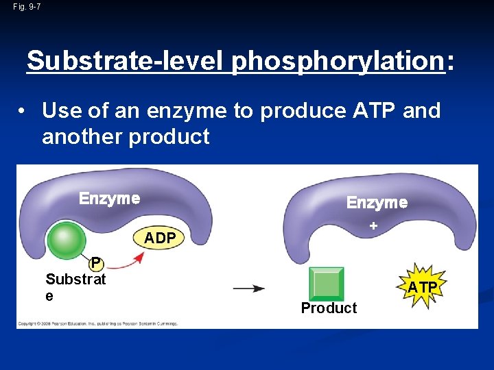 Fig. 9 -7 Substrate-level phosphorylation: • Use of an enzyme to produce ATP and