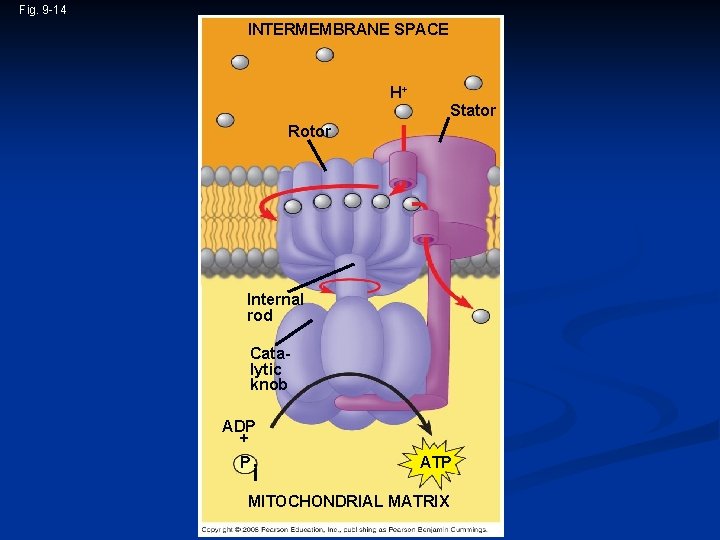 Fig. 9 -14 INTERMEMBRANE SPACE H+ Stator Rotor Internal rod Catalytic knob ADP +