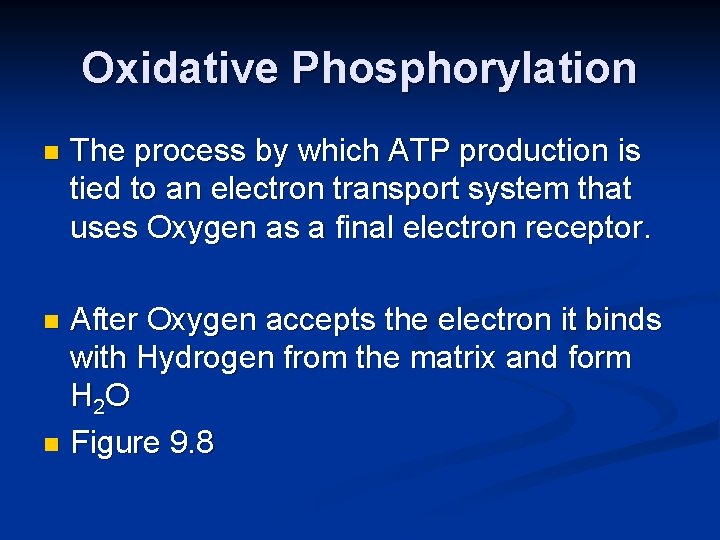 Oxidative Phosphorylation n The process by which ATP production is tied to an electron