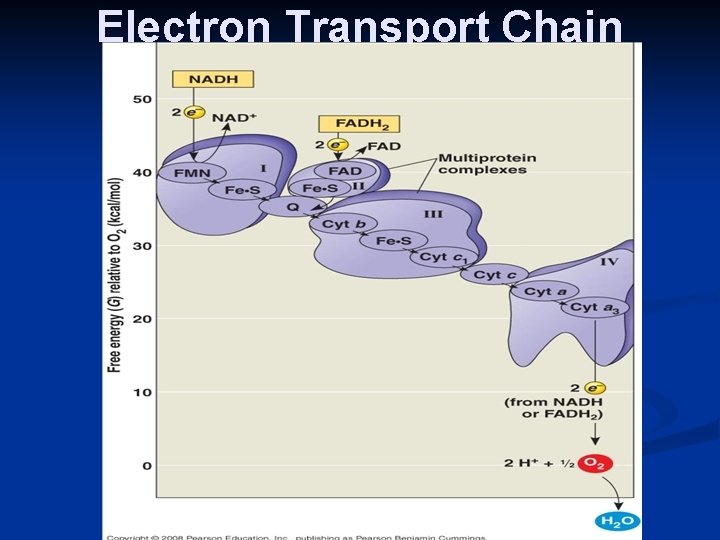 Electron Transport Chain 