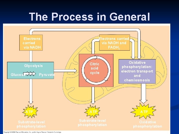 The Process in General Electrons carried via NADH and FADH 2 0% Glycolysis Glucose