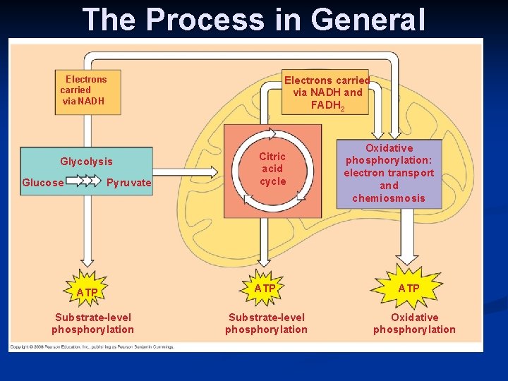 The Process in General Electrons carried via NADH and FADH 2 Electrons carried via