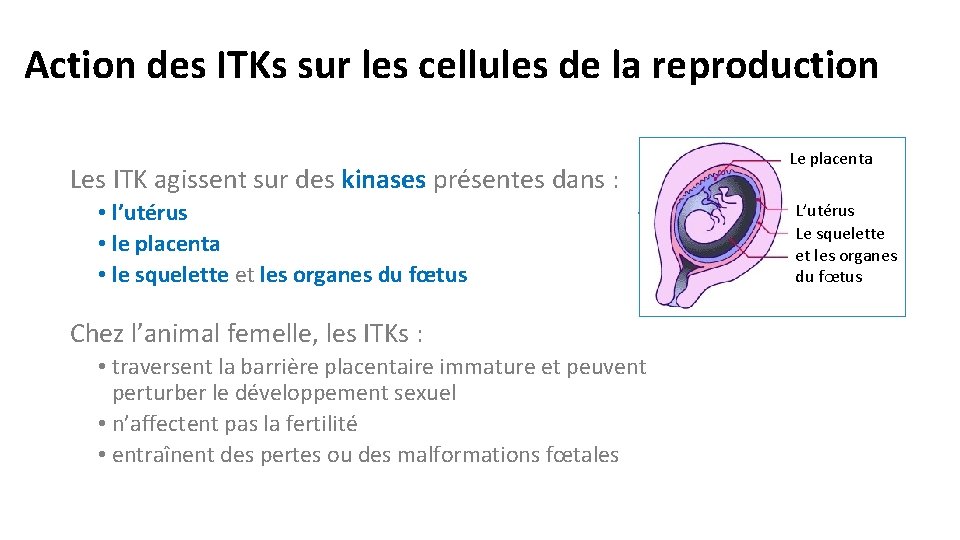 Action des ITKs sur les cellules de la reproduction Les ITK agissent sur des