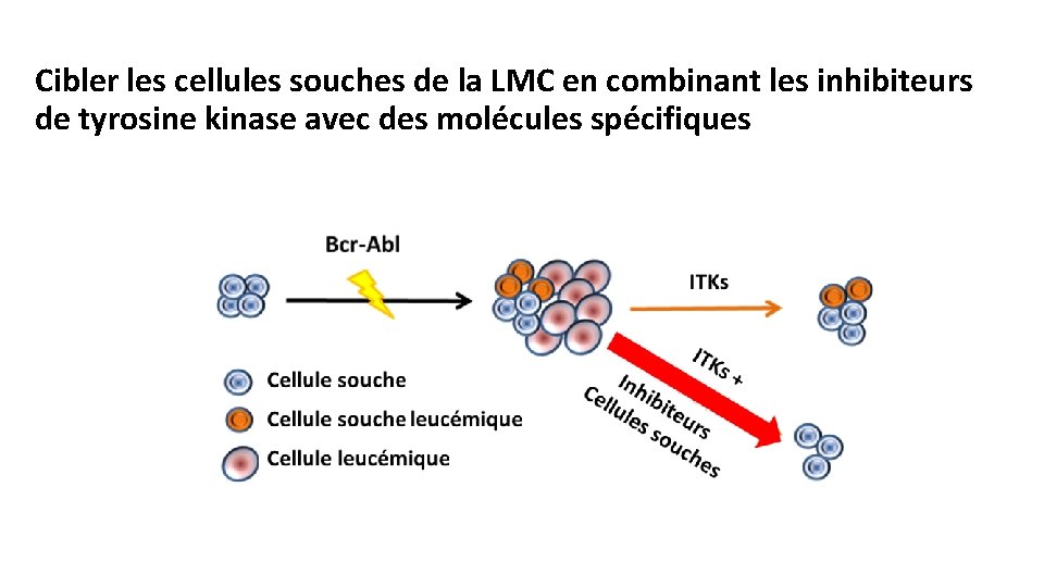 Cibler les cellules souches de la LMC en combinant les inhibiteurs de tyrosine kinase