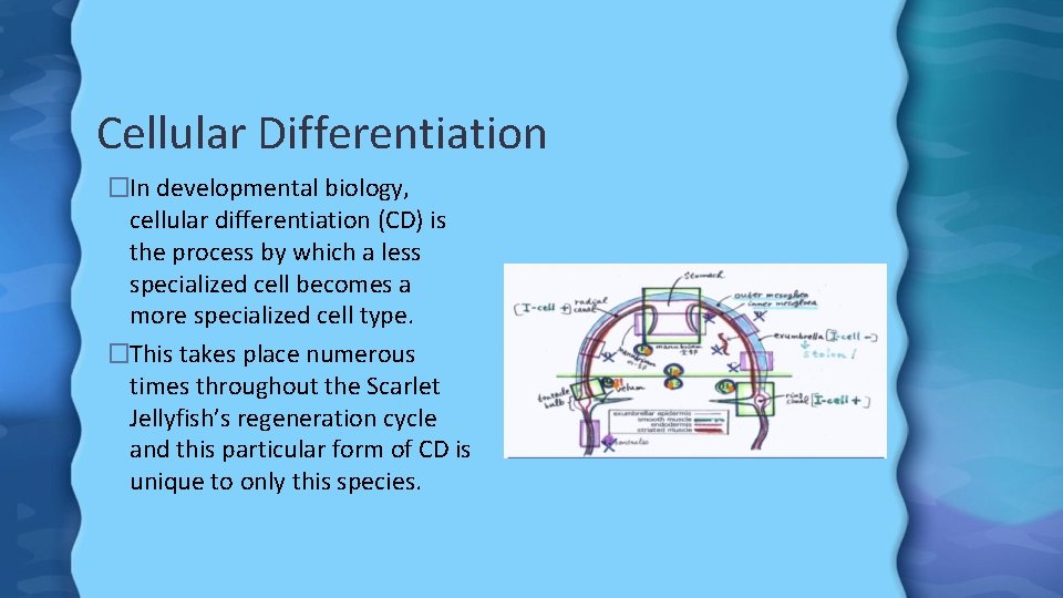 Cellular Differentiation �In developmental biology, cellular differentiation (CD) is the process by which a