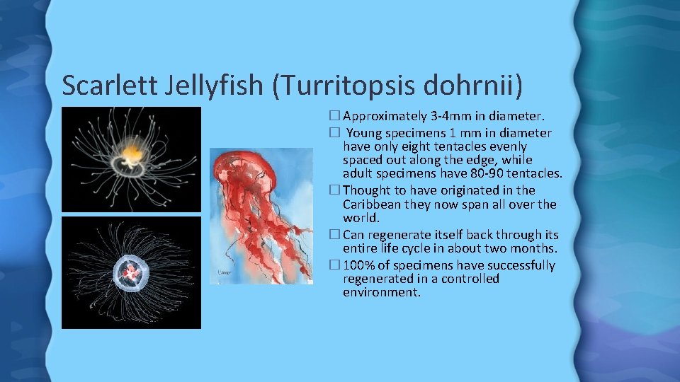 Scarlett Jellyfish (Turritopsis dohrnii) � Approximately 3 -4 mm in diameter. � Young specimens