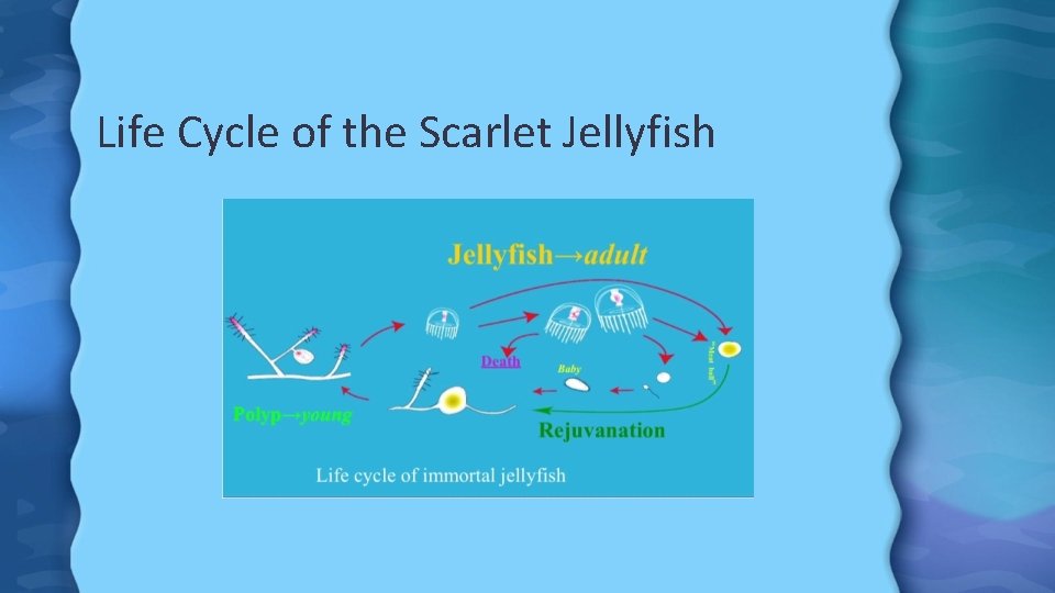 Life Cycle of the Scarlet Jellyfish 