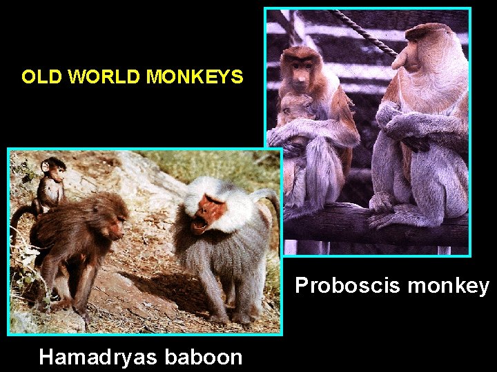 OLD WORLD MONKEYS Proboscis monkey Hamadryas baboon 