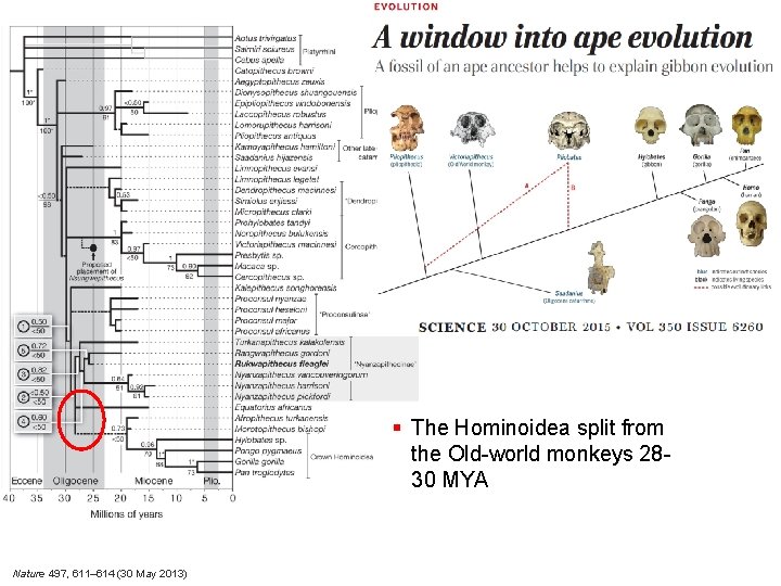 § The Hominoidea split from the Old-world monkeys 2830 MYA Nature 497, 611– 614