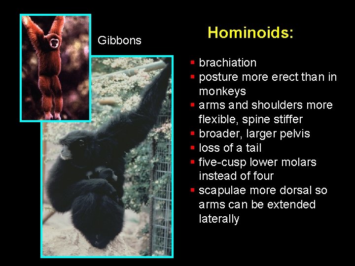 Gibbons Hominoids: § brachiation § posture more erect than in monkeys § arms and