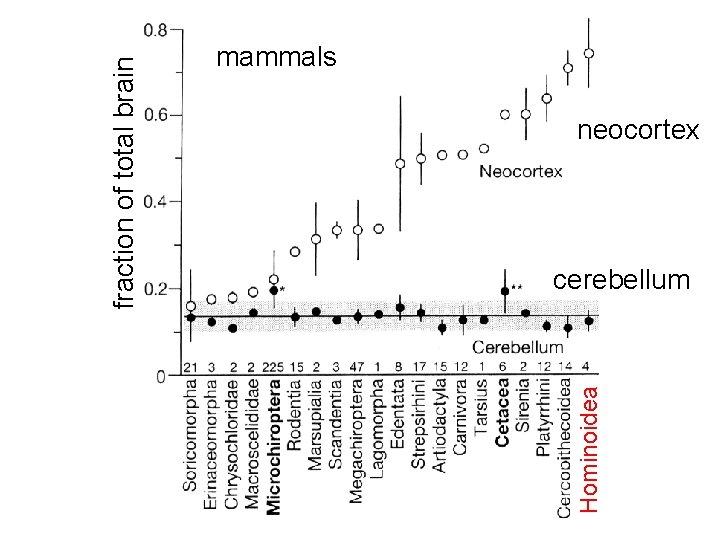 Hominoidea fraction of total brain mammals neocortex cerebellum 