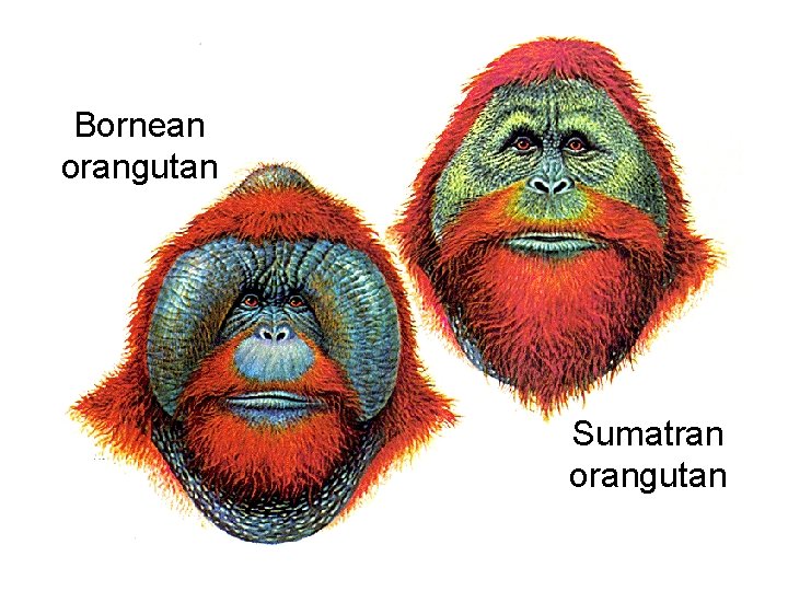 Bornean orangutan Sumatran orangutan 
