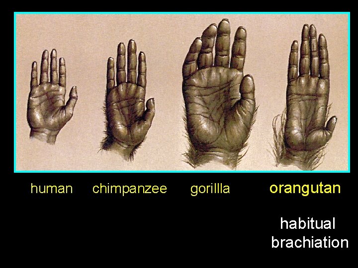 human chimpanzee gorillla orangutan habitual brachiation 