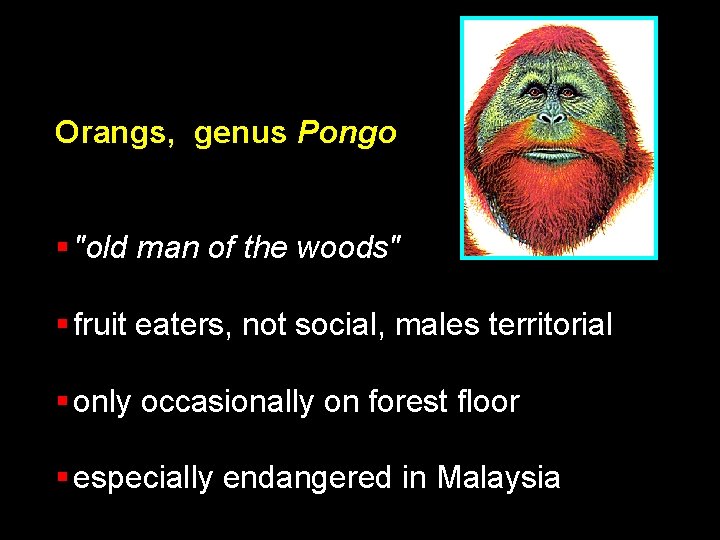 Orangs, genus Pongo § "old man of the woods" § fruit eaters, not social,