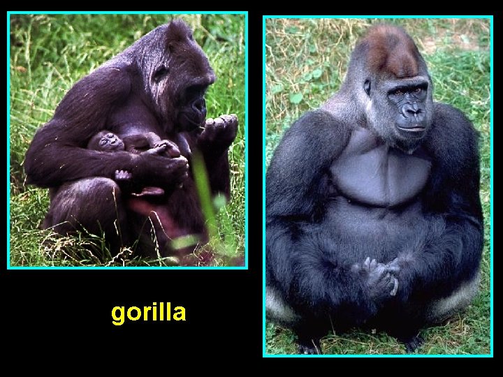 gorilla 