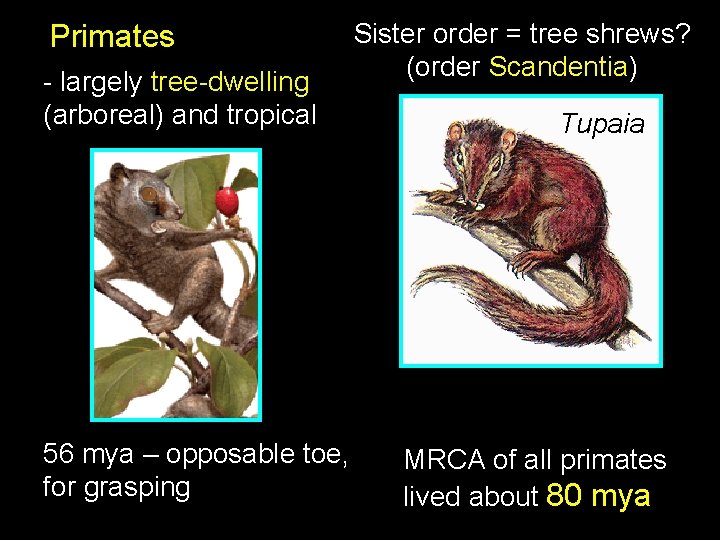 Primates - largely tree-dwelling (arboreal) and tropical 56 mya – opposable toe, for grasping