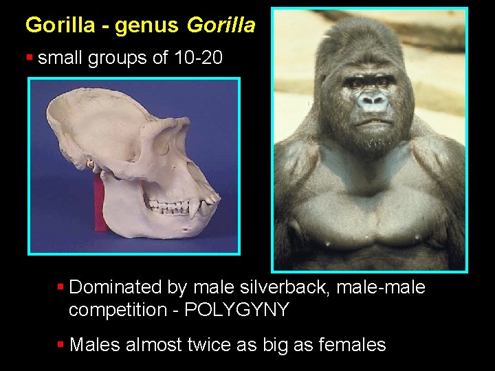 Gorilla - genus Gorilla § small groups of 10 -20 § Dominated by male