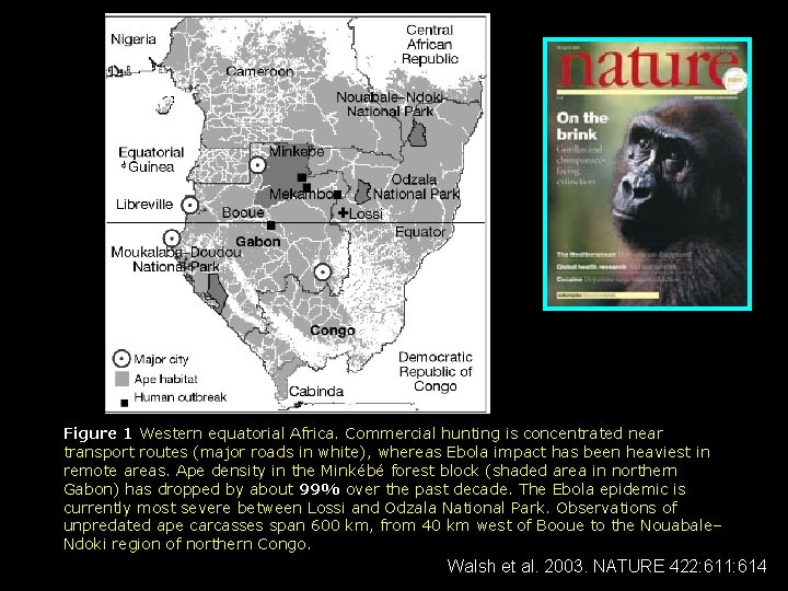 Figure 1 Western equatorial Africa. Commercial hunting is concentrated near transport routes (major roads