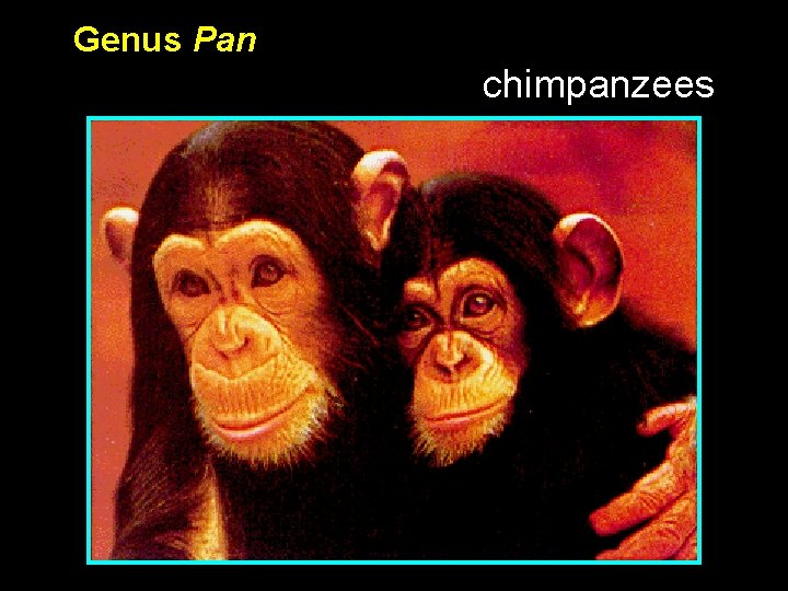 Genus Pan chimpanzees 