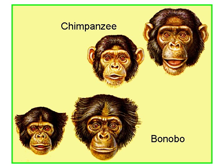 Chimpanzee Bonobo 