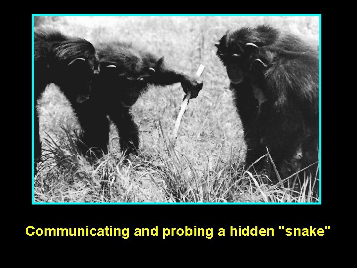 Communicating and probing a hidden "snake" 