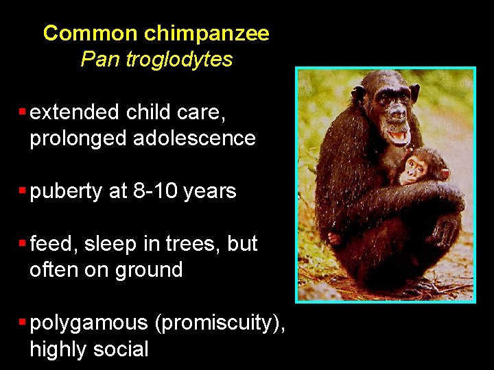 Common chimpanzee Pan troglodytes § extended child care, prolonged adolescence § puberty at 8