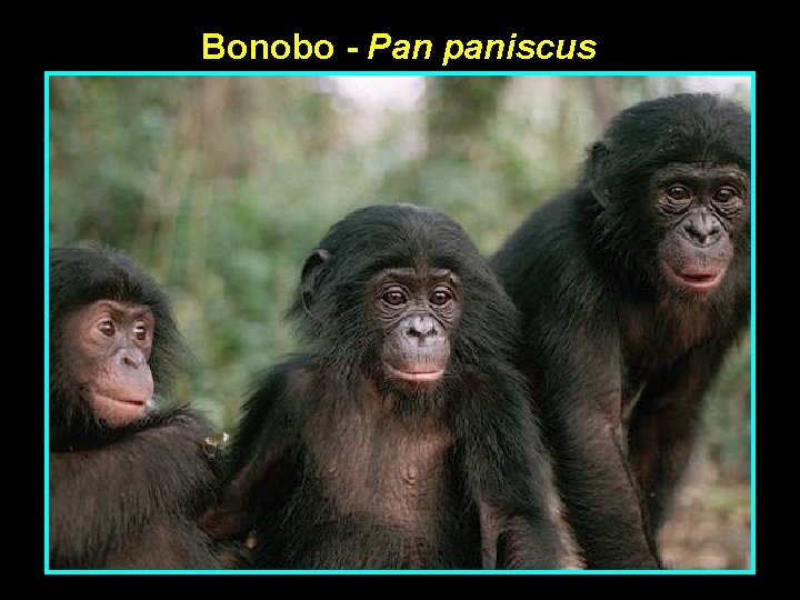 Bonobo - Pan paniscus 