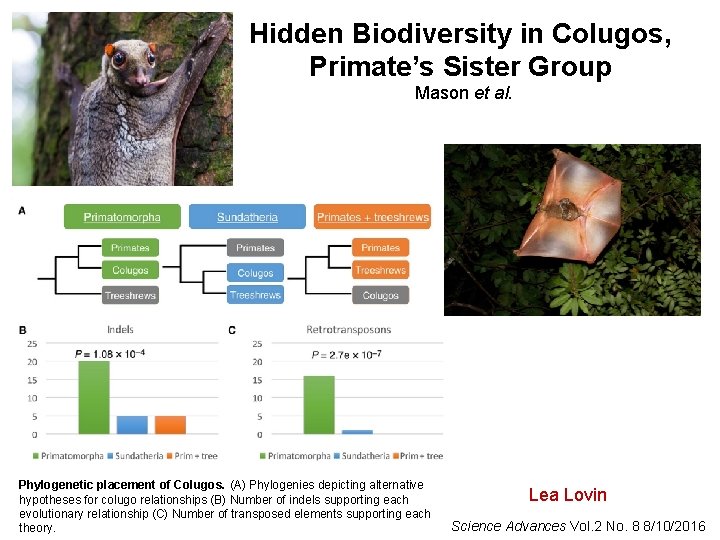 Hidden Biodiversity in Colugos, Primate’s Sister Group Mason et al. Phylogenetic placement of Colugos.