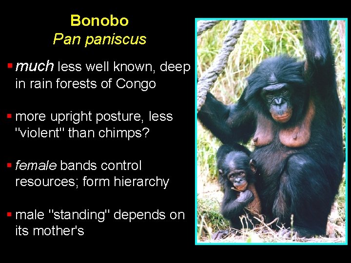 Bonobo Pan paniscus § much less well known, deep in rain forests of Congo