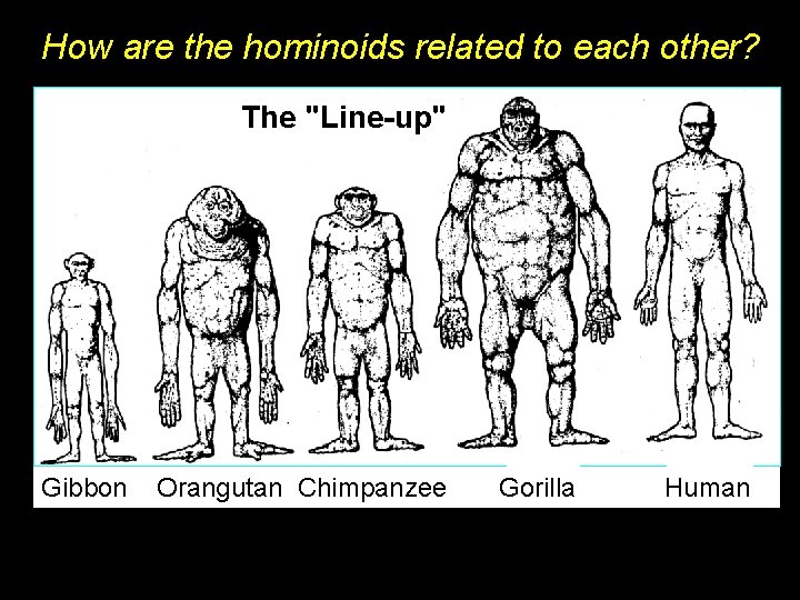 How are the hominoids related to each other? The "Line-up" Gibbon Orangutan Chimpanzee Gorilla