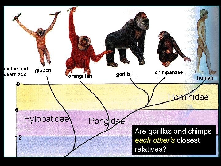 millions of years ago gibbon orangutan gorilla chimpanzee human 0 Hominidae 6 Hylobatidae 12