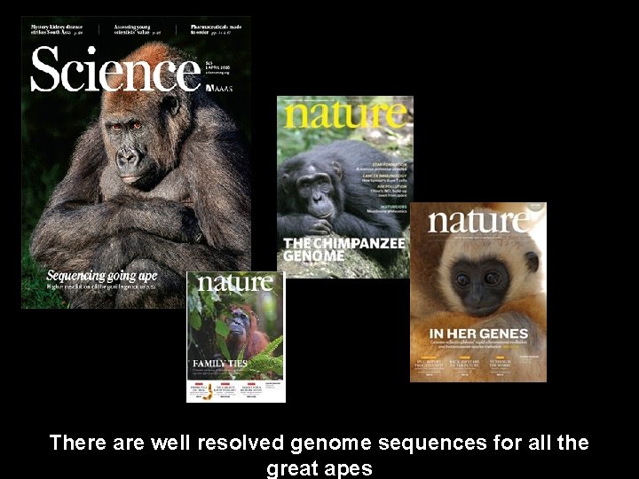 There are well resolved genome sequences for all the great apes 