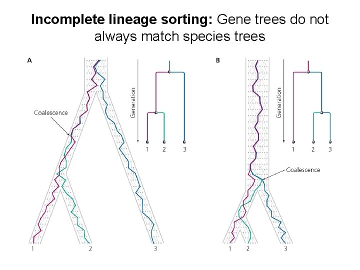 Incomplete lineage sorting: Gene trees do not always match species trees 