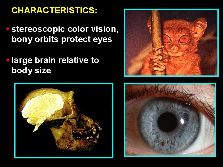 CHARACTERISTICS: § stereoscopic color vision, bony orbits protect eyes § large brain relative to