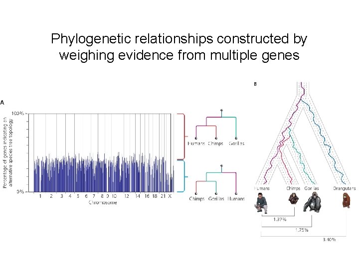Phylogenetic relationships constructed by weighing evidence from multiple genes 