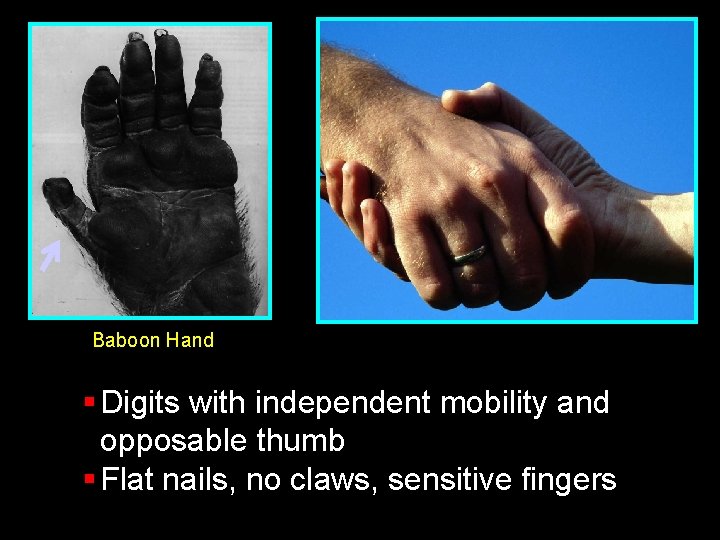 Baboon Hand § Digits with independent mobility and opposable thumb § Flat nails, no