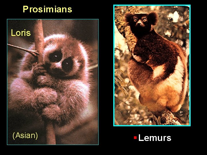 Prosimians Loris (Asian) § Lemurs 