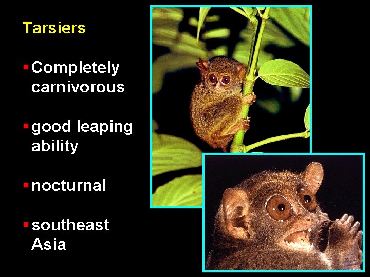 Tarsiers § Completely carnivorous § good leaping ability § nocturnal § southeast Asia 