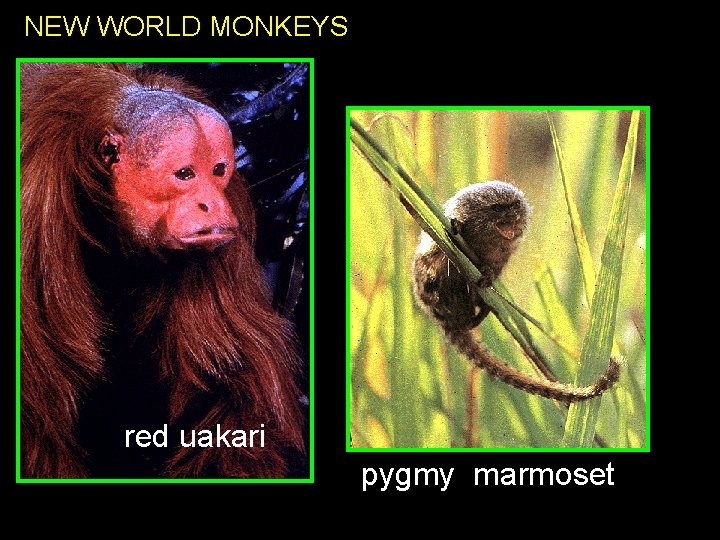 NEW WORLD MONKEYS red uakari pygmy marmoset 