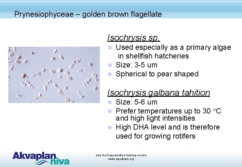 Prynesiophyceae – golden brown flagellate Isochrysis sp. Used especially as a primary algae in